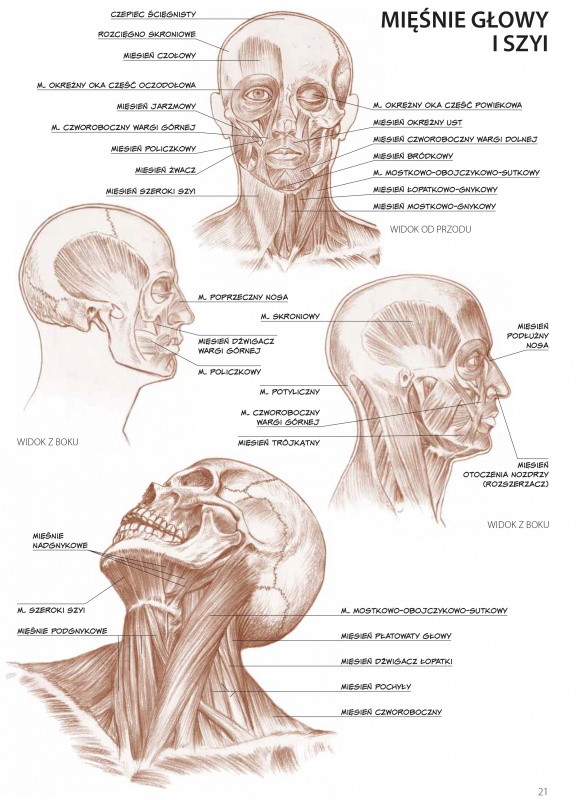 ANATOMIA DLA ARTYSTÓW LEONARDO COMPACT SERIES